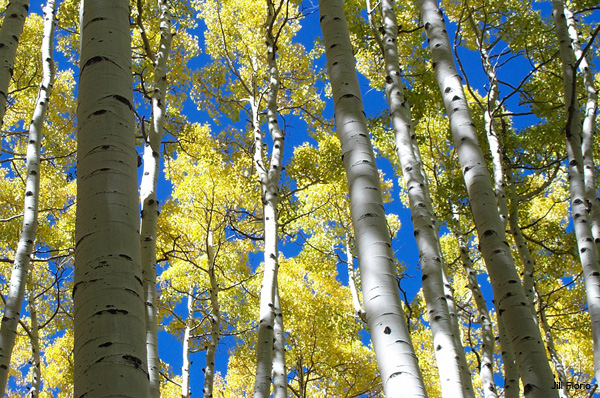 Aspen Sky 2 by Jill Florio