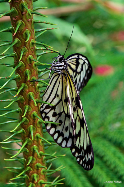 Lady Butterfly by Joann Vitali