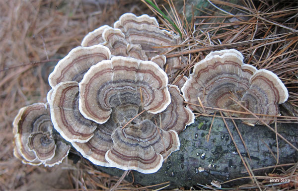 Turkey Tail Mushroom by Bob See