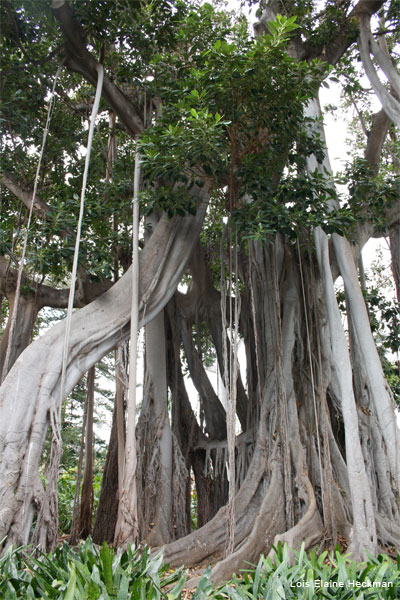 Roots by Lois Elaine Heckman