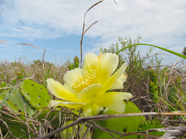 Florida Prickly Pear by Donna Sciandra