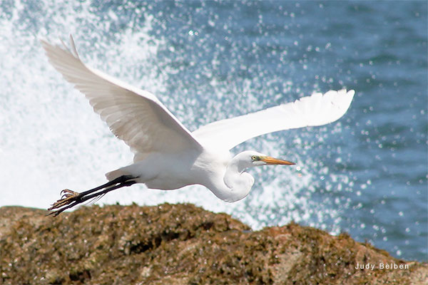 Great Egret in Rhode Island by Judy Belben