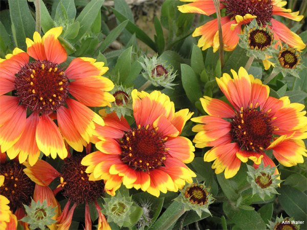 Italian Gaillardia by Ann Waller