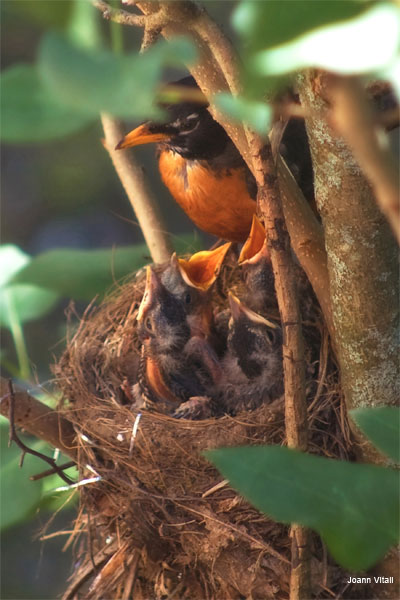 The Feeding by Joann Vitali