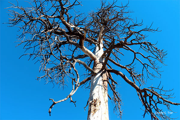 Tree Branches in Blue by Charity C. Tran