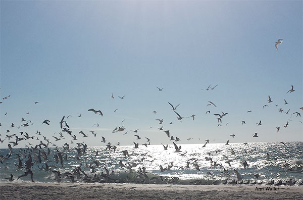 Running with the Gulls by Ann Waller